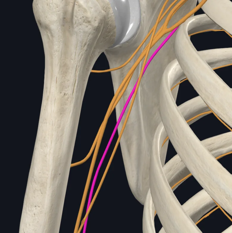 Ulnar nerve (Right)