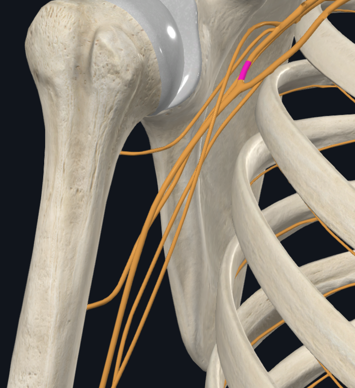 Lateral Root of Median Nerve (Right)