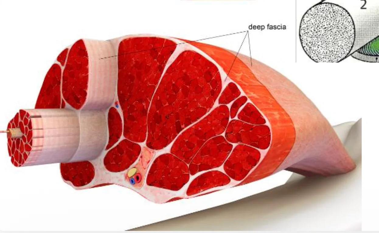 Fascia