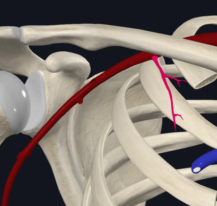 Superior Thoracic Artery (Right)