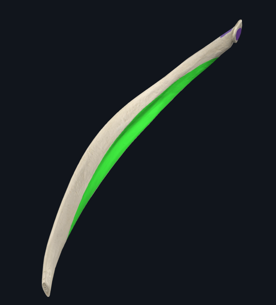 Costal Groove of Tenth Rib - Sulcus costae decimae