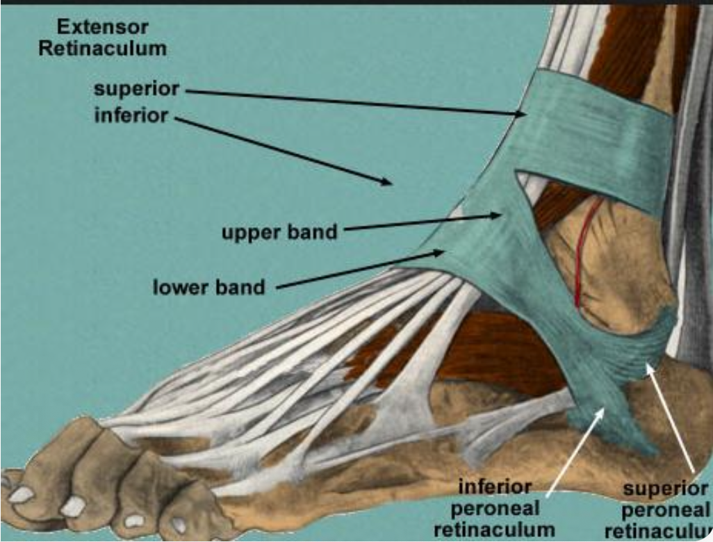 Externsor Retinaculum