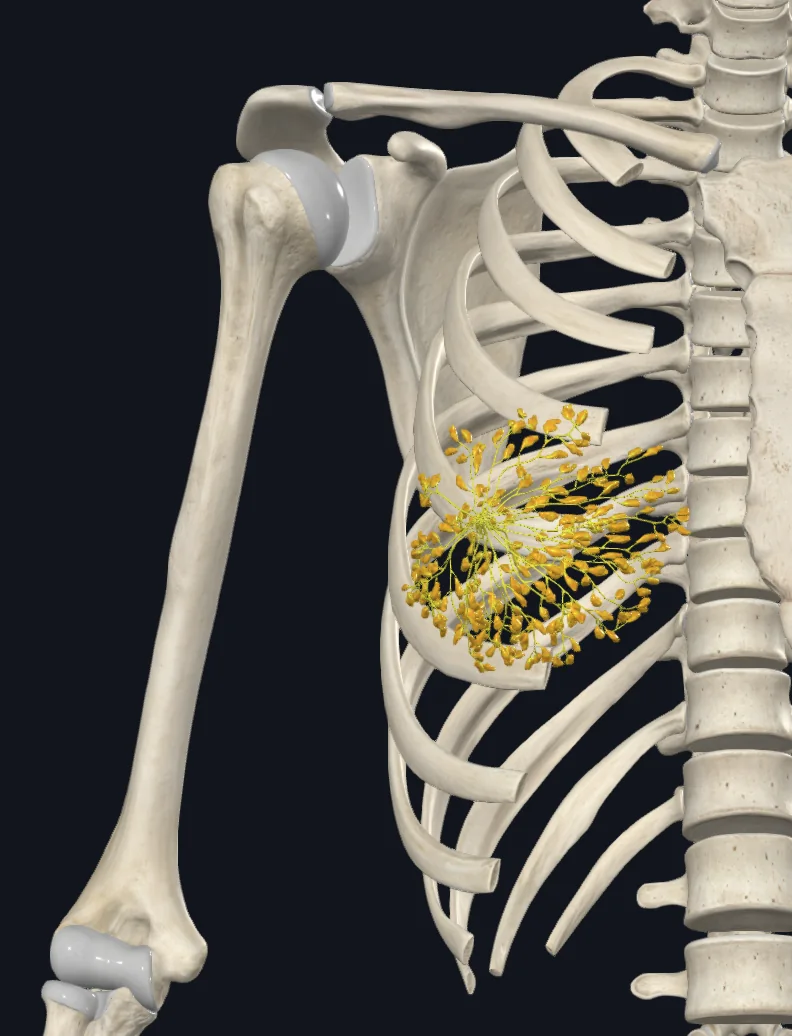 Mammary Gland