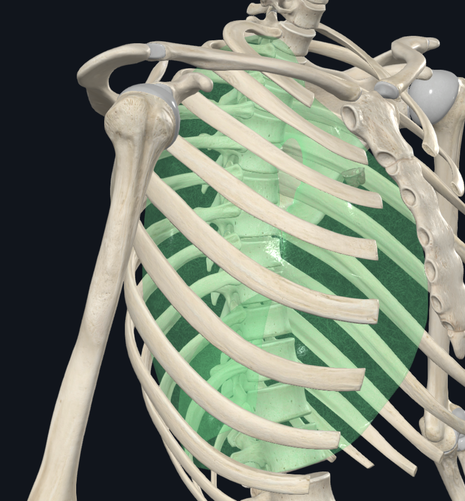Parietal Pleura (Right Lung)