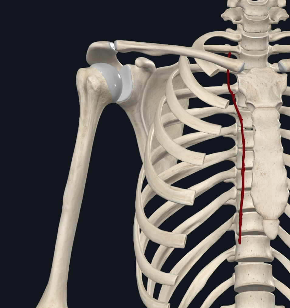 Internal Thoracic Artery (Right)
