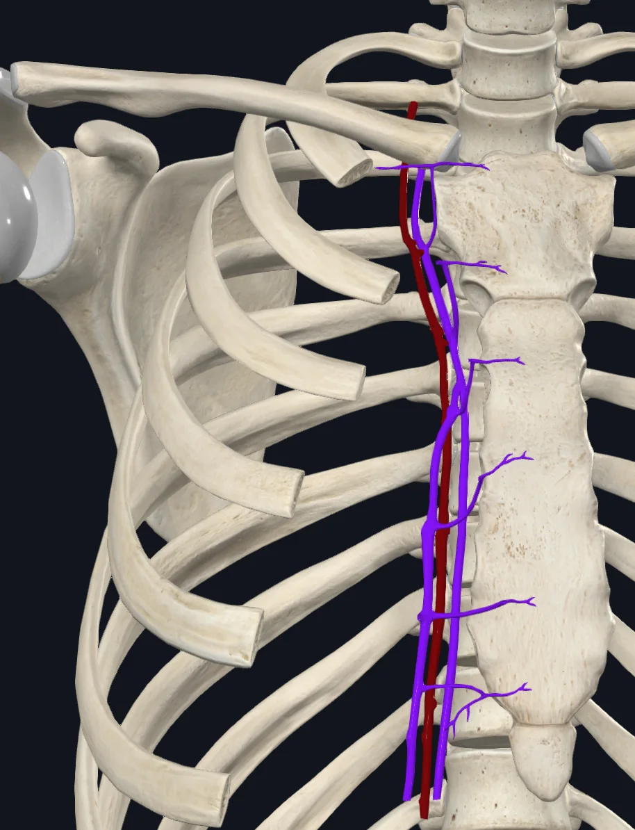 Internal Thoracic Veins (Right)