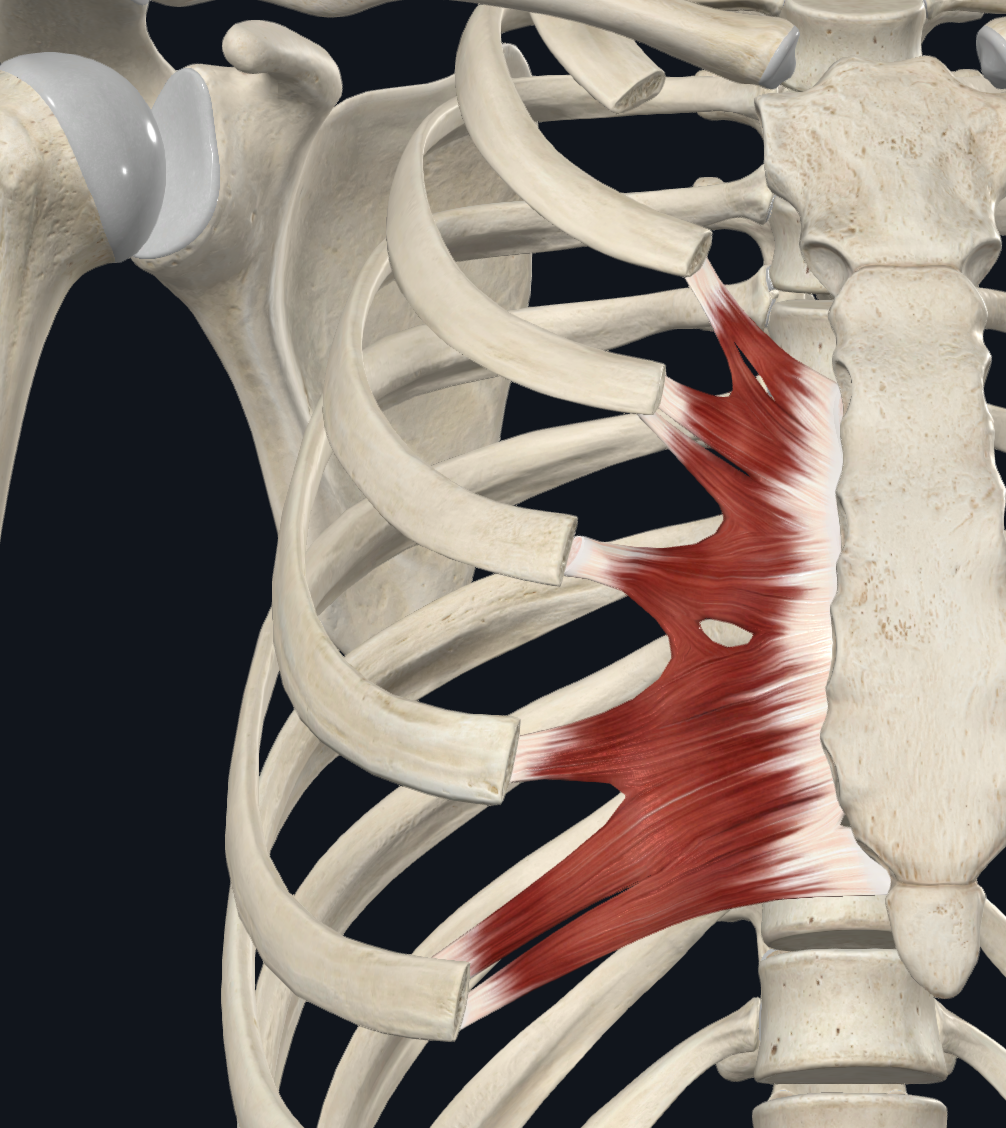 Transversus Thoracis Muscle (Right)
