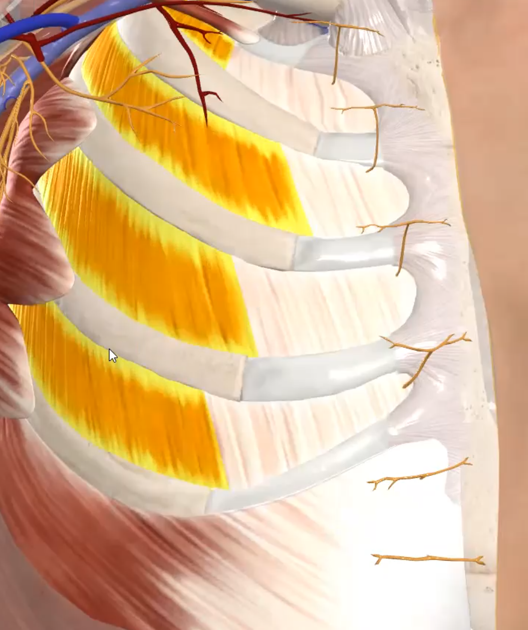 External intercostal muscle