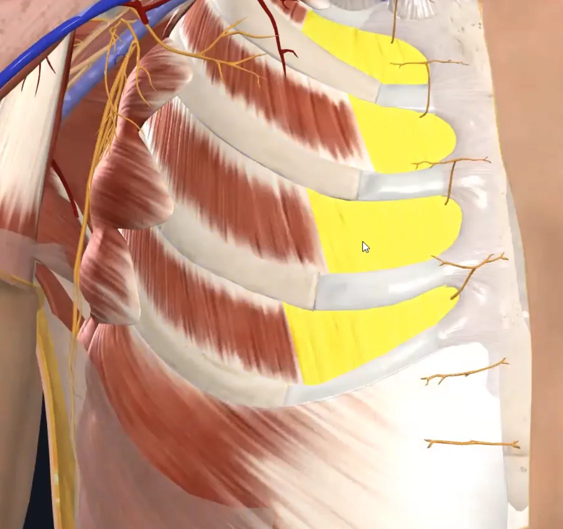 External Intercostal Membrane