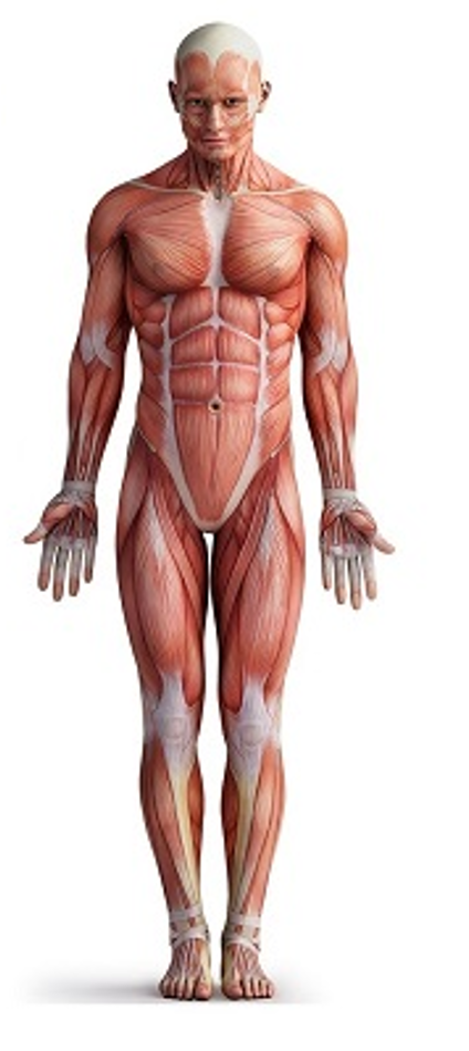 Anatomical Position
