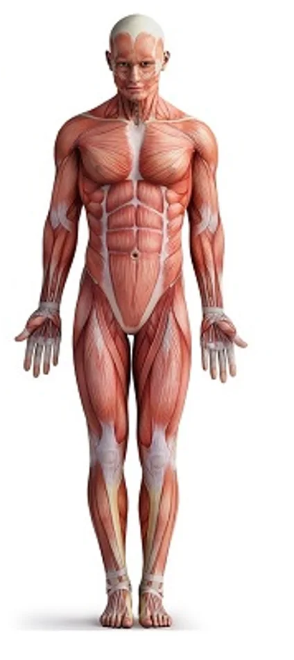 Anatomical Position