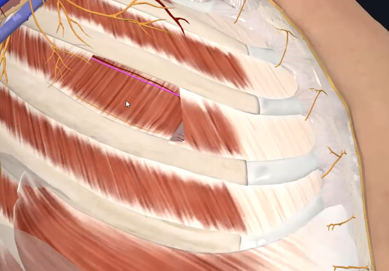 Anterior Ramus of Thirs Thoracic Nreve (Right)