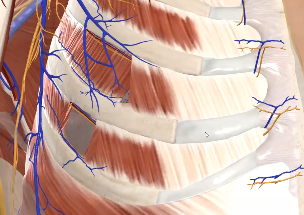 Costal Part of Parietal Pleura of Right Lung