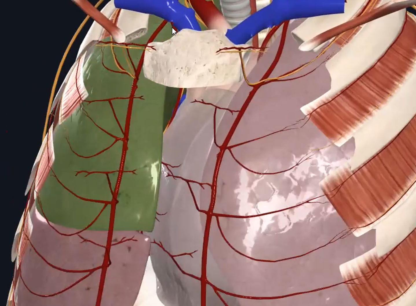 Superior Lobe of Right Lung