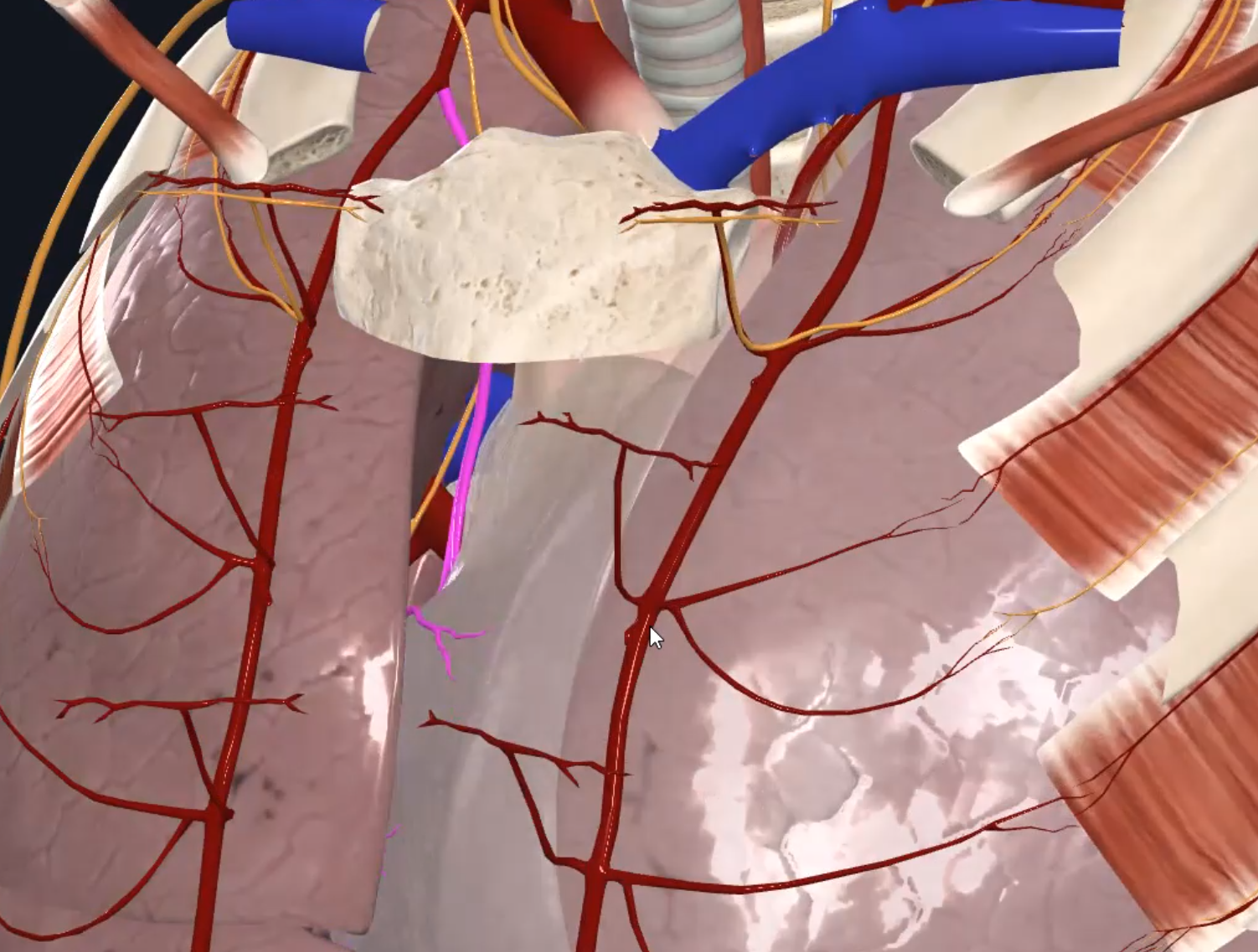 Pericardiacophrenic Artety (Right)