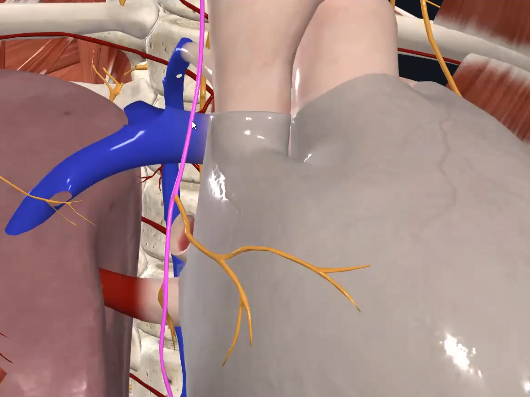 Phrenic Nerve (Right)
