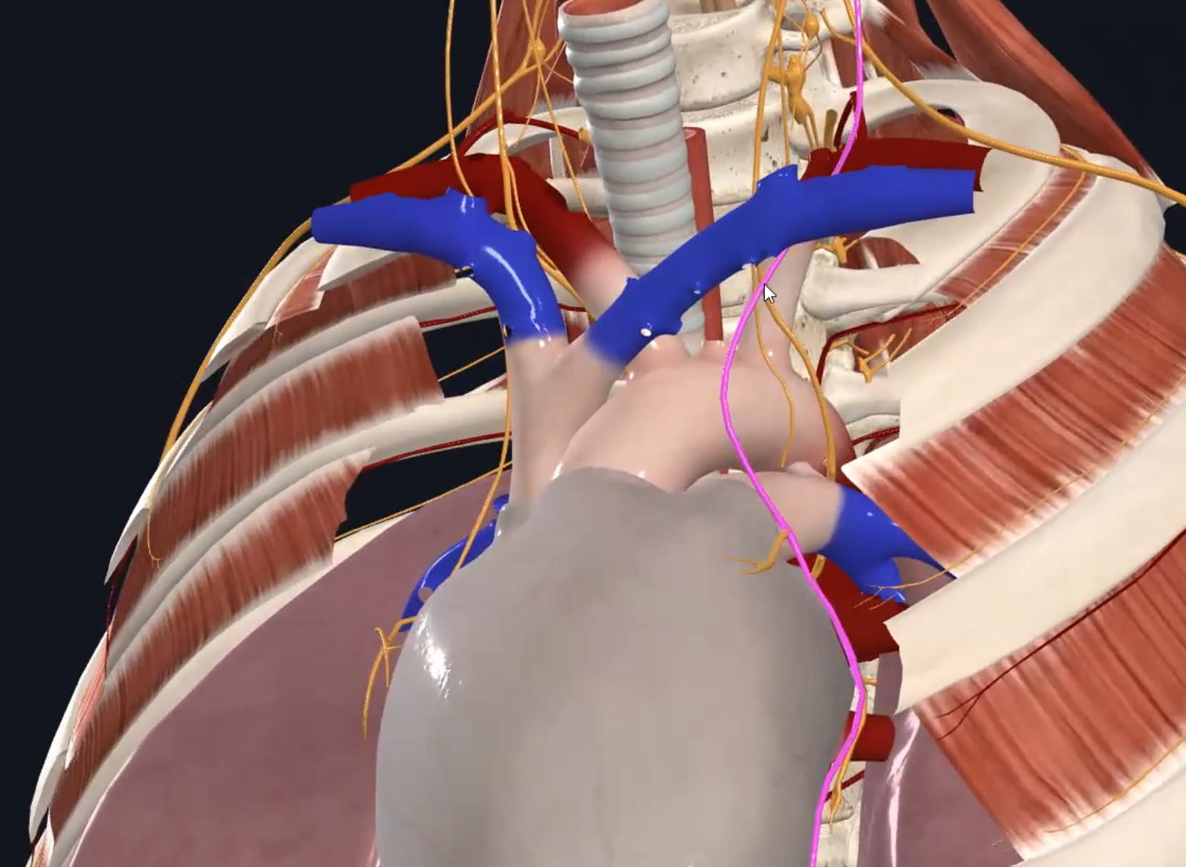 Phrenic Nerve (Left)