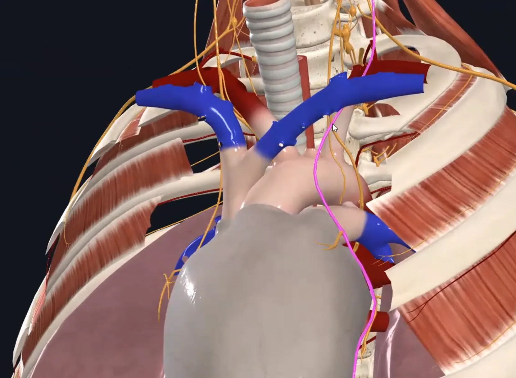 Phrenic Nerve (Left)
