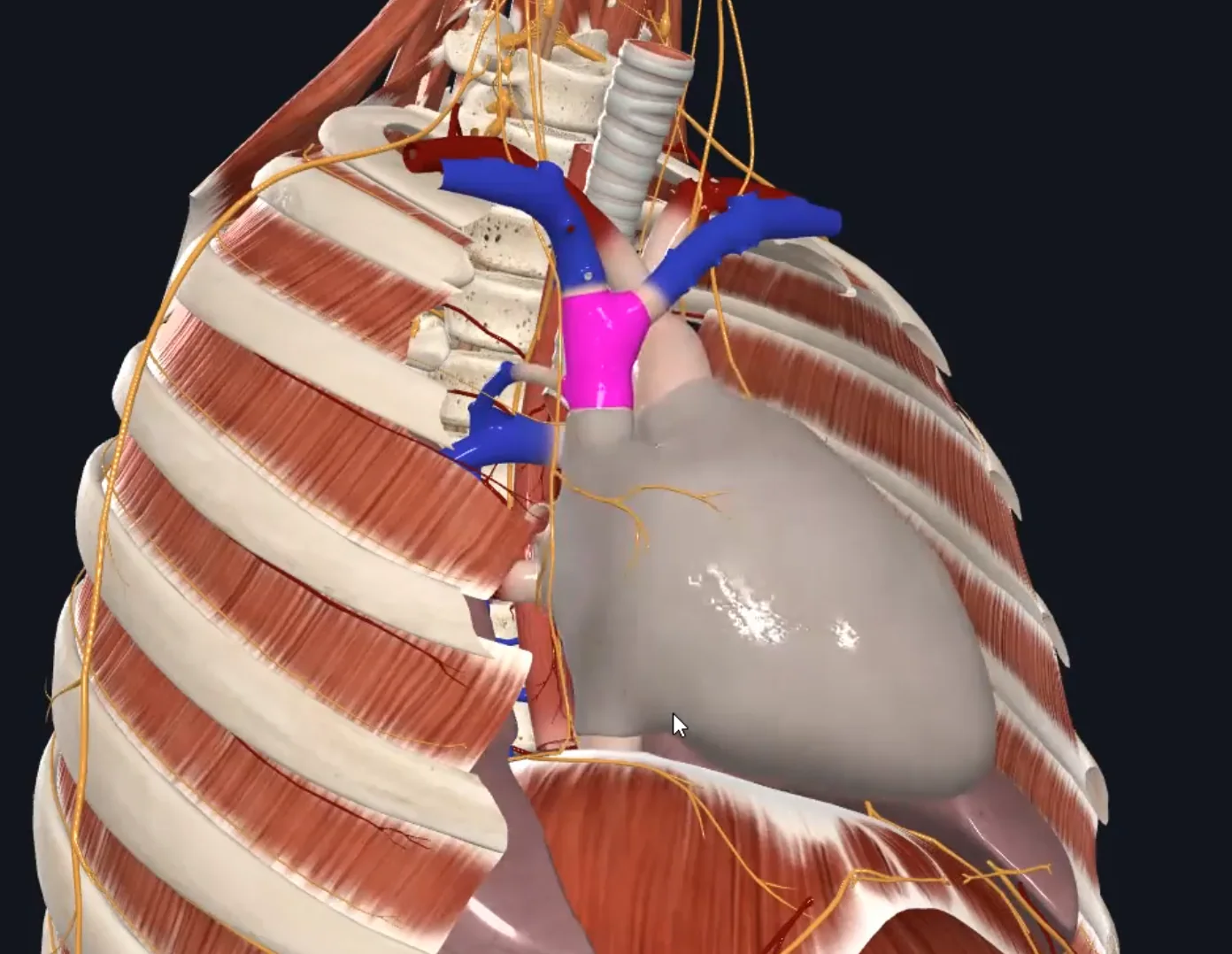 Superior Vena Cava