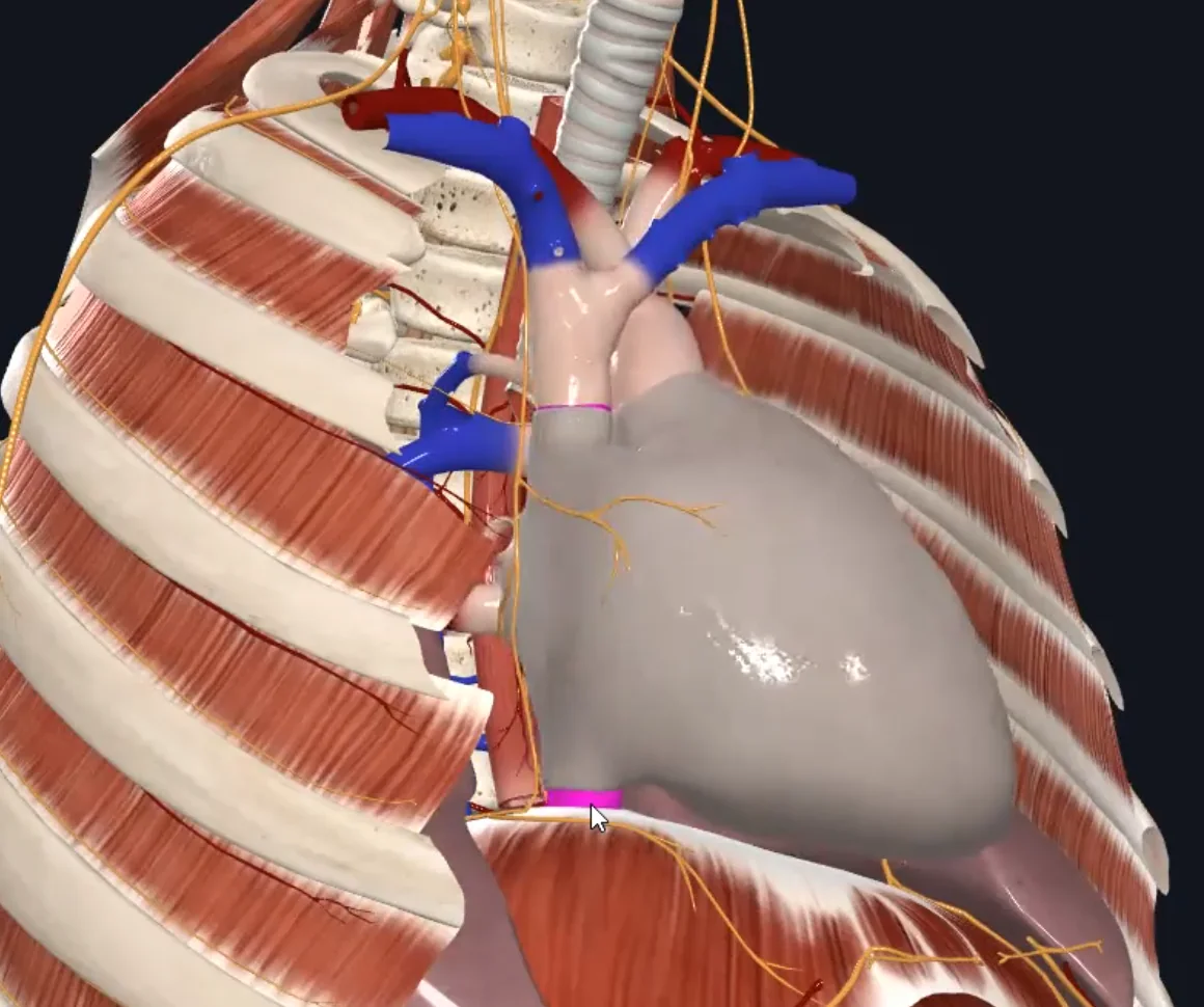 Right Atrium