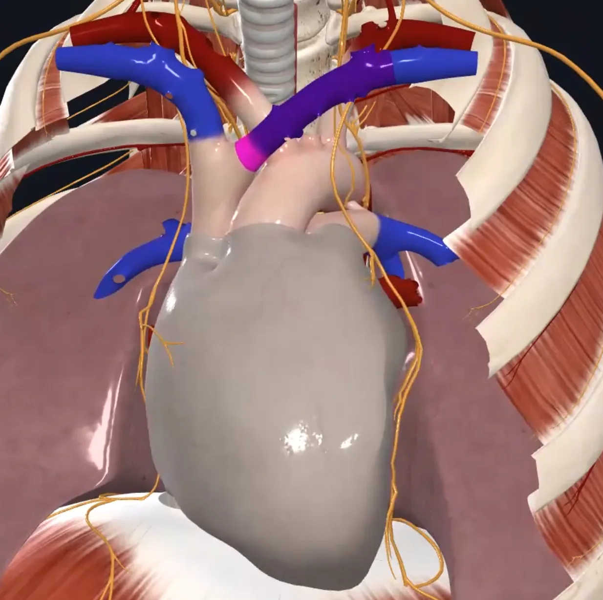 Left Brachiocephalic Vein