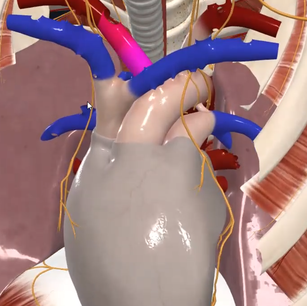 Brachiocephalic Trunk