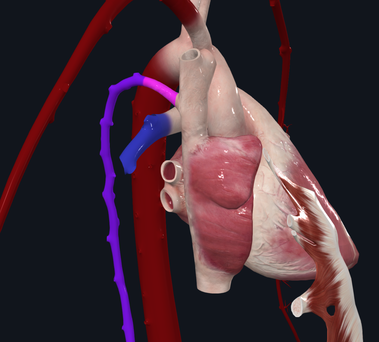 Azygos Vein