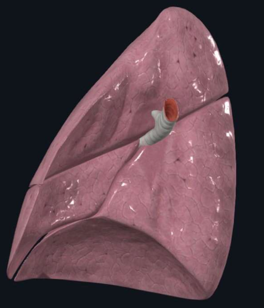 Bronchus (Right Lung)