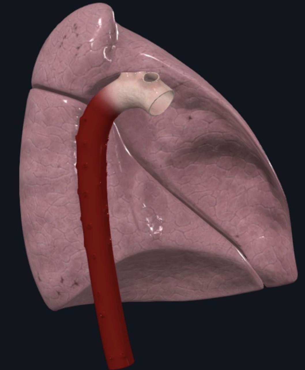 Aorta