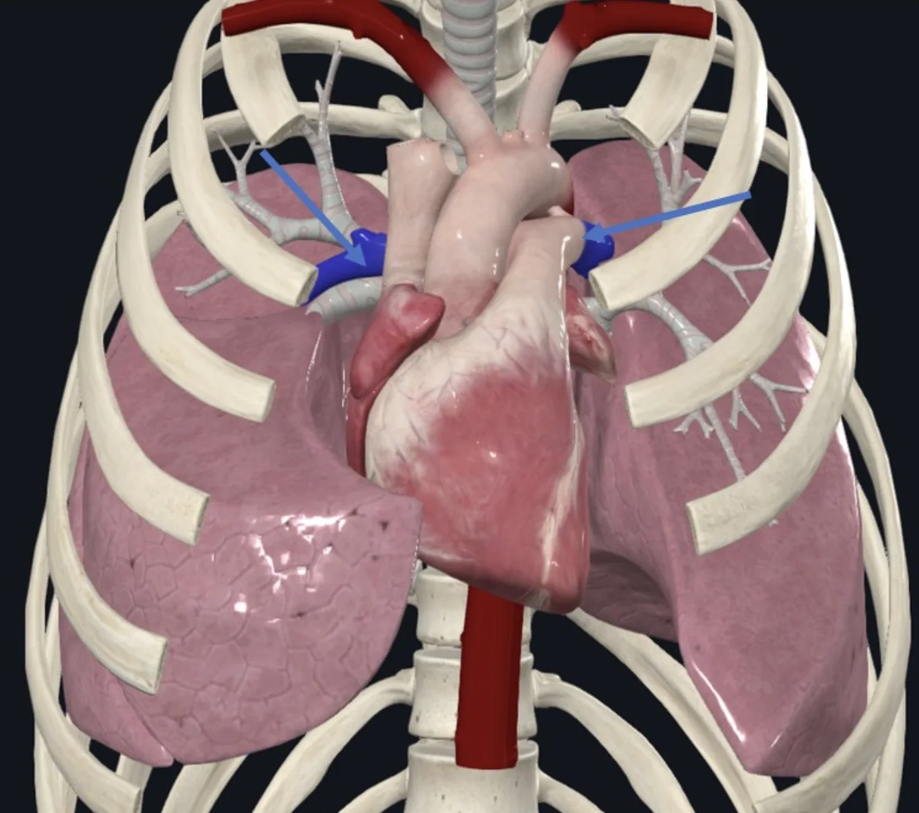 Pulmonary a.
