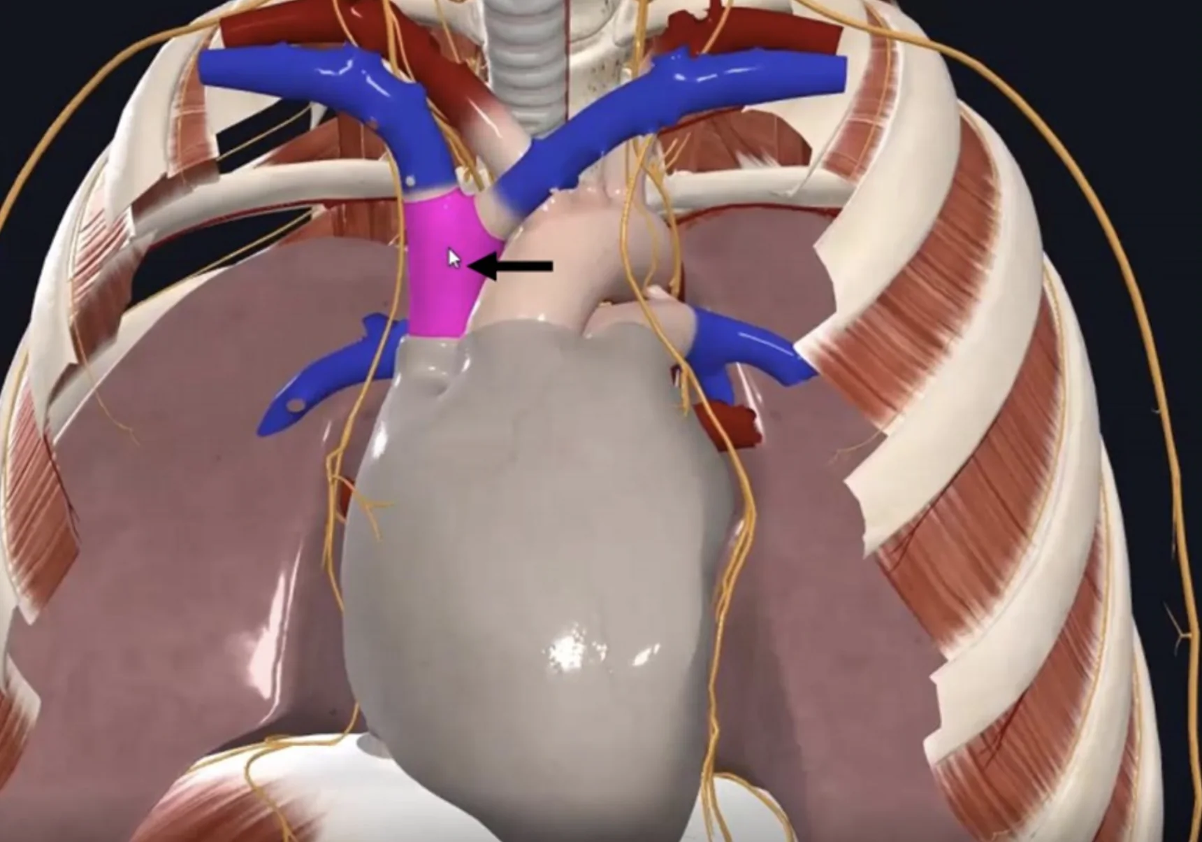 Superior Vena Cava