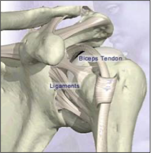 רצועת מפרק הכתף