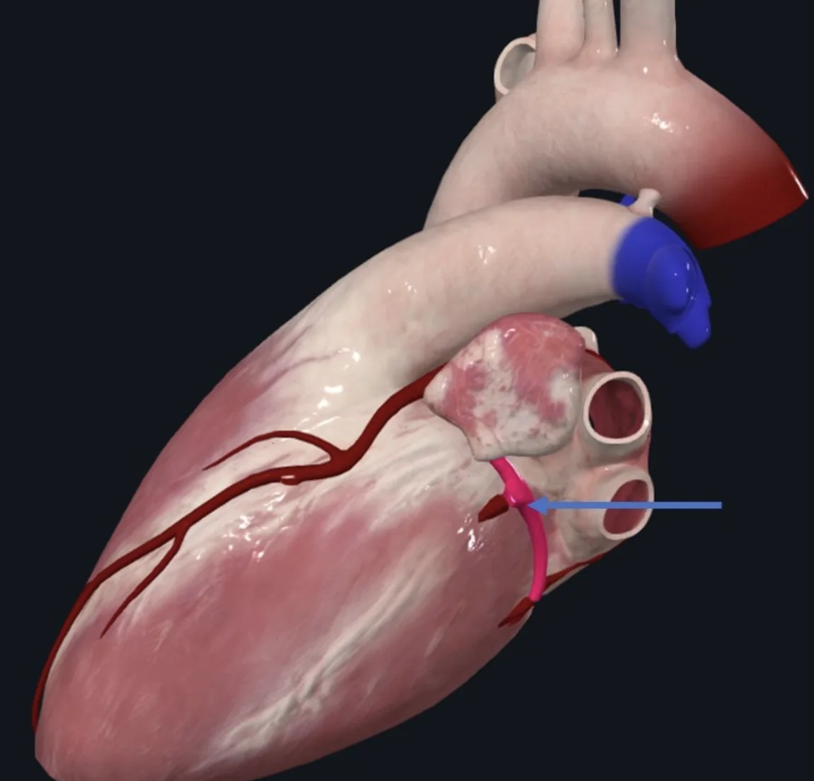 Circumflex branch of left coronary artery