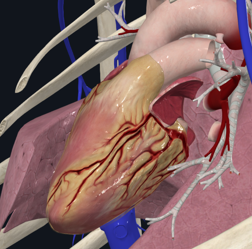 Left Coronary Artery