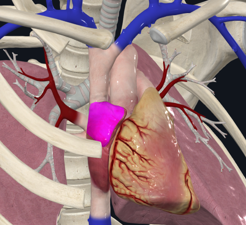 Right Auricle of Heart