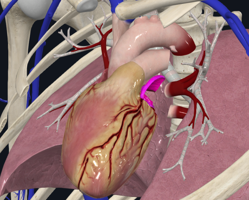 Left Auricle of Heart