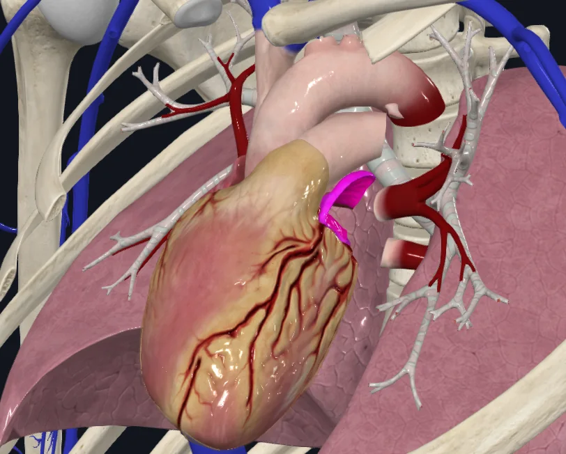 Left Auricle of Heart