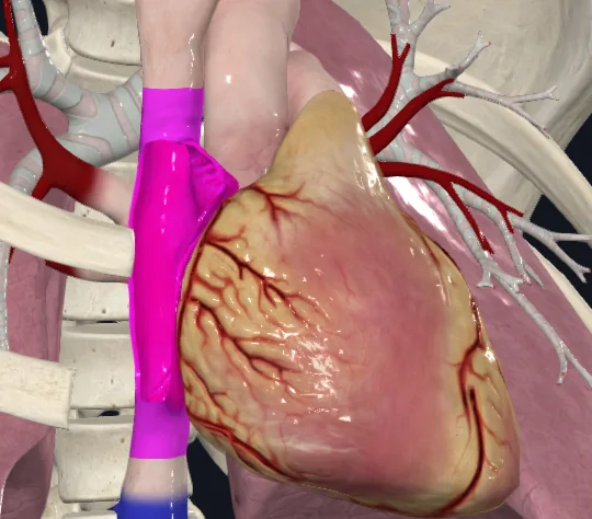 Right Atrium