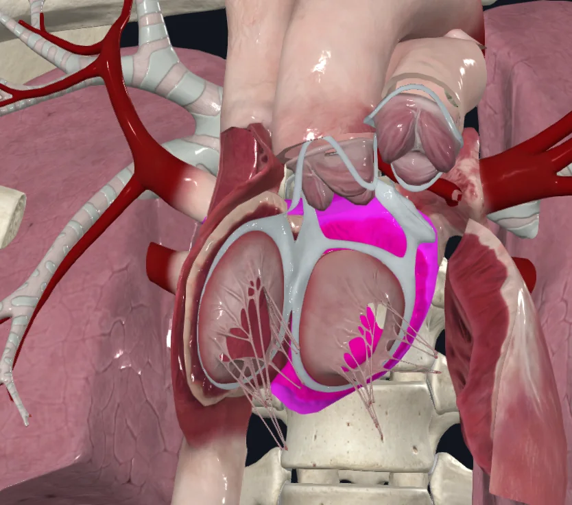 Left Atrium
