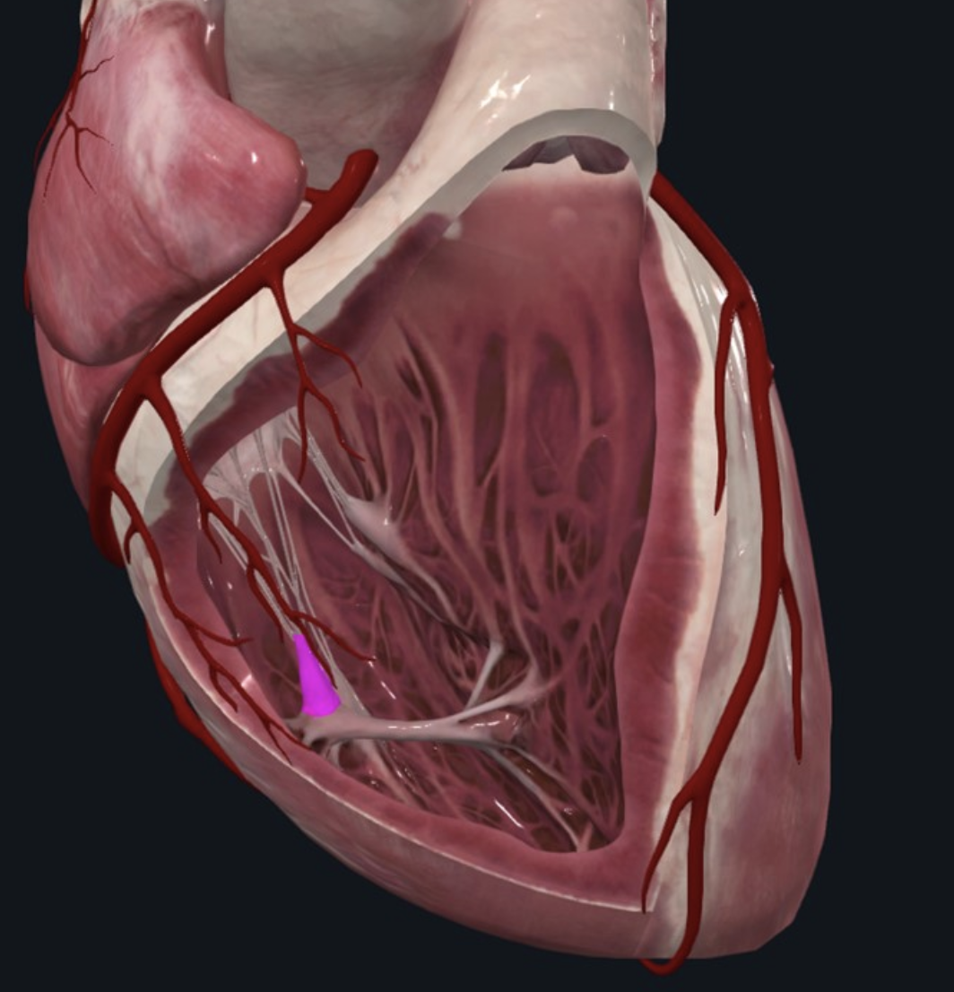 Anterrior Papillary m.