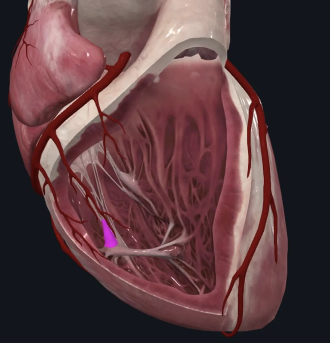Anterrior Papillary m.
