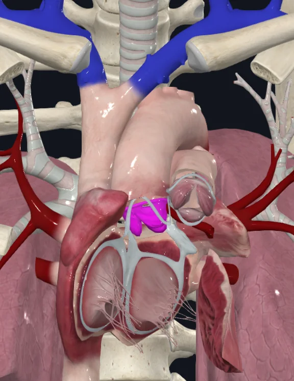 Aortic Valve