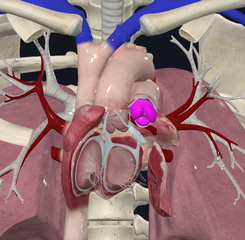 Pulmonary Valve