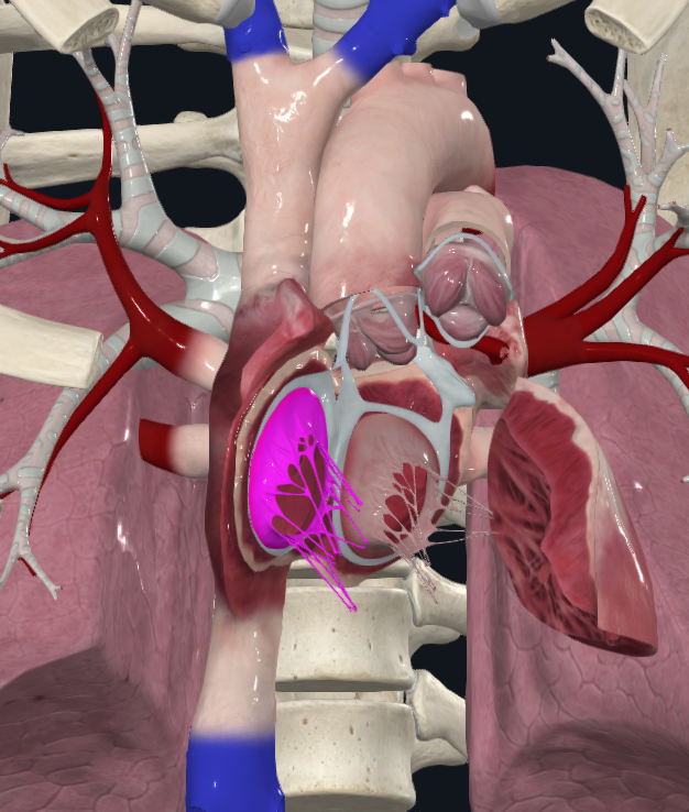 Right Atrioventricular Valve
