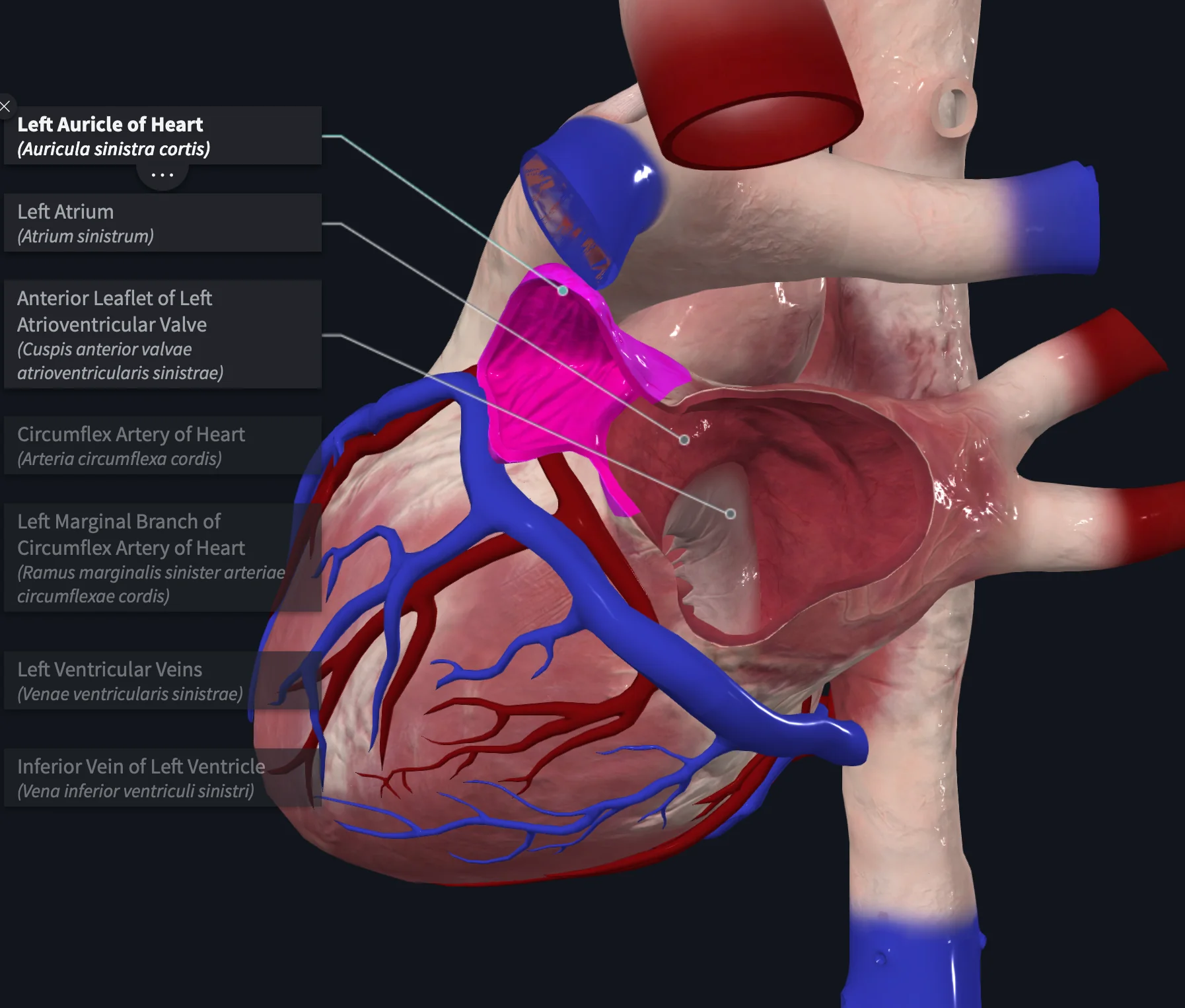 Left Atrium Interior