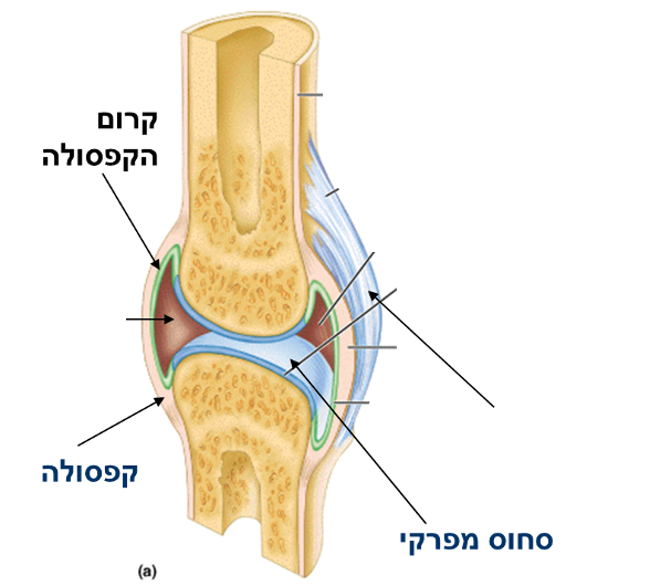 Synovial joints