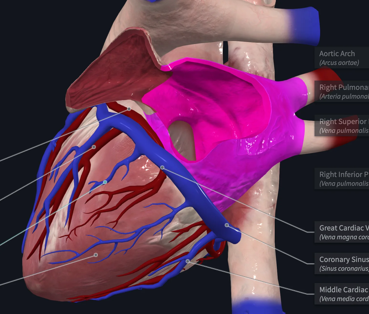 Left Atrium