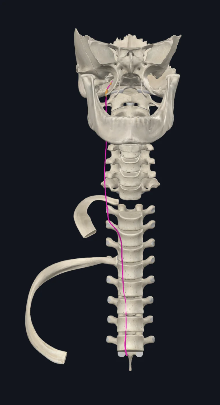 Vagus Nerve (Right)