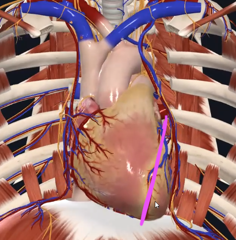 Anterior interventricular sulcus