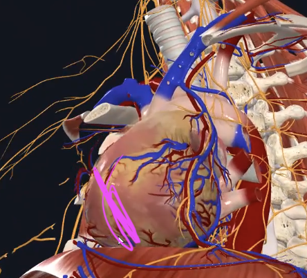 Posterior interventricular sulcus